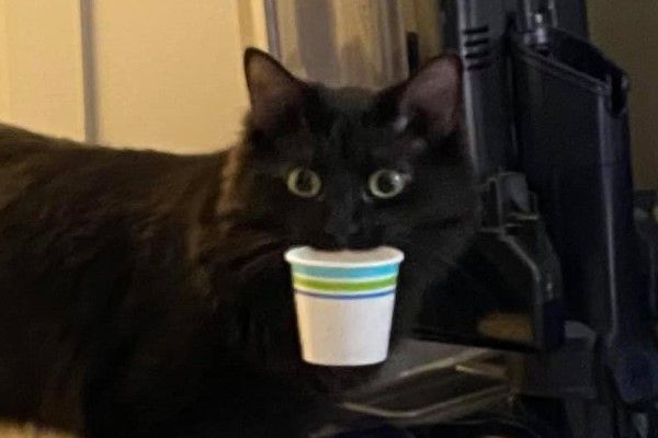 陌生阿姨來打掃衛生！　黑貓當家作主「叼紙杯」禮貌問候：要喝水休息一下嗎？