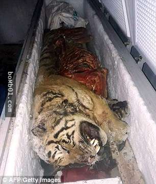 這個男子的冰箱被警察發現藏著「5具老虎的屍體」，搬出來一看現場的人都睜大了眼睛！