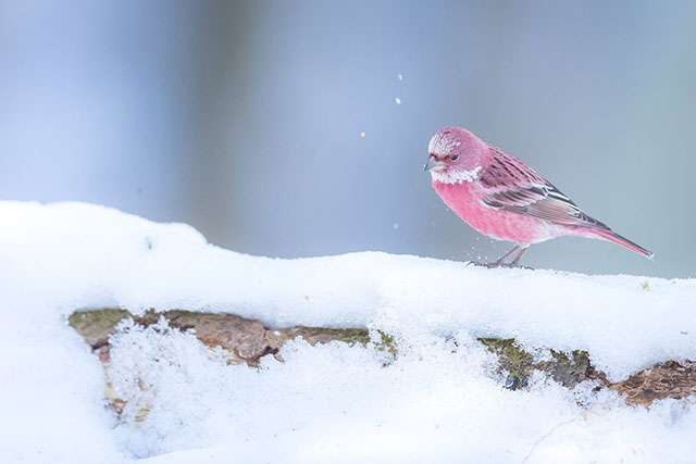 雪地裡的一朵玫瑰！　攝影師拍到日本珍奇鳥類　網友讚嘆：看到戀愛運會上升