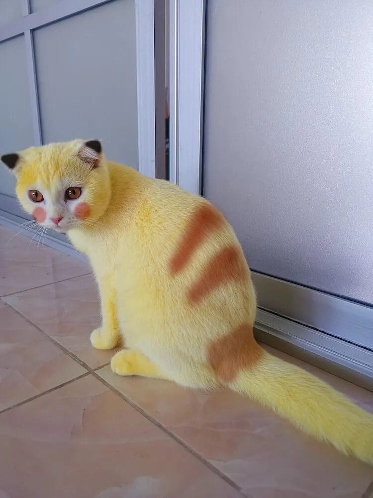 「皮卡丘貓」全身黃毛！飼主慘遭出征結果逆轉：不是惡意染色