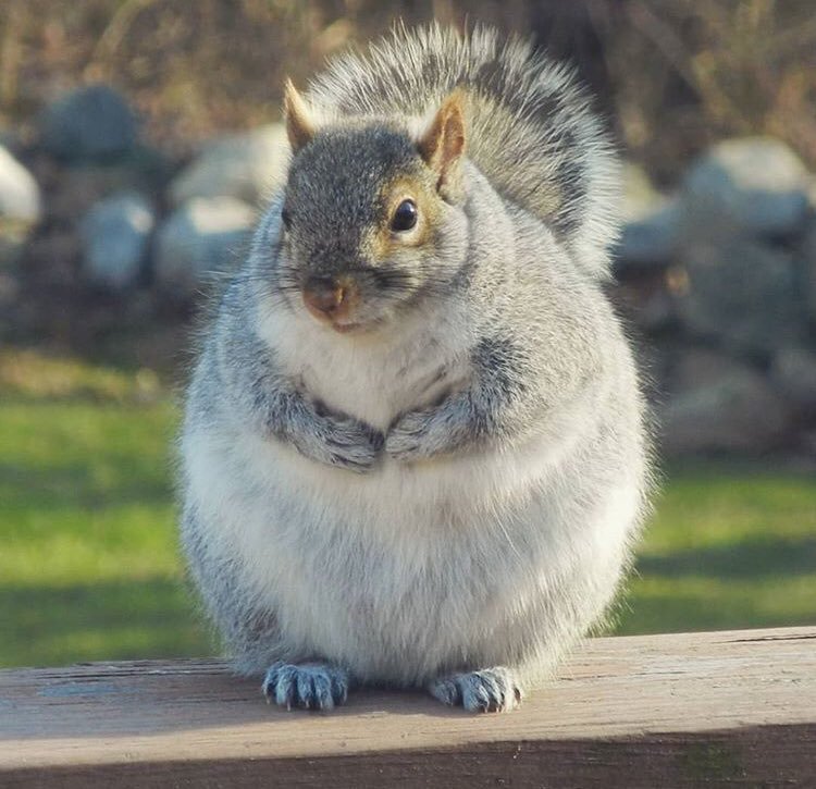 小松鼠為了過冬可以吃到多胖？　12張「全身圓到像龍貓」的吃貨松鼠照