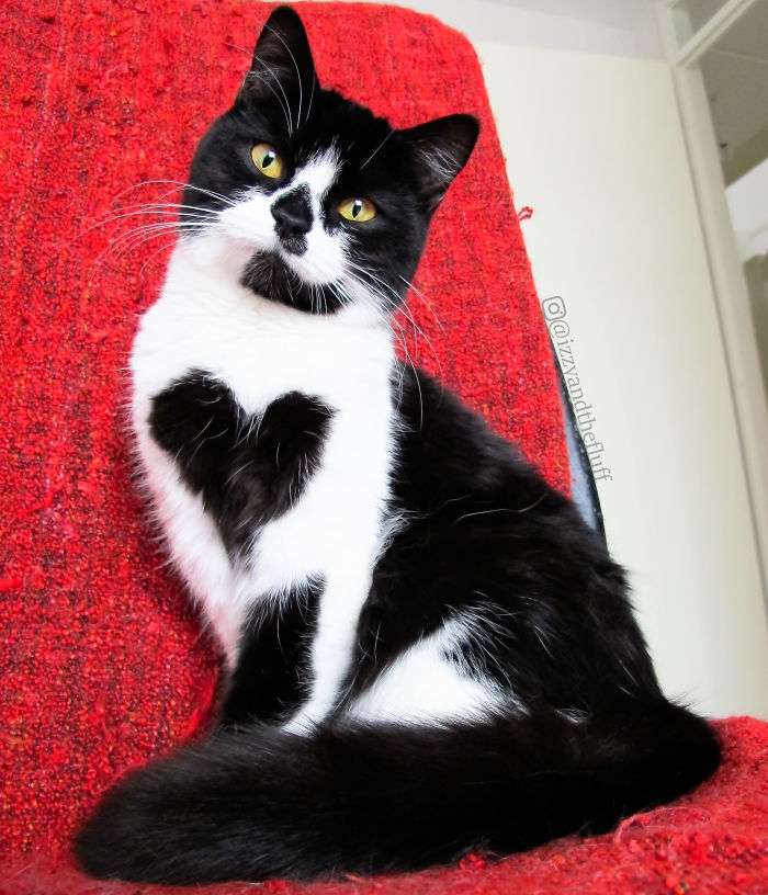 貓咪胸前有「大愛心標記」　姐妹倆意外成為網路紅喵！
