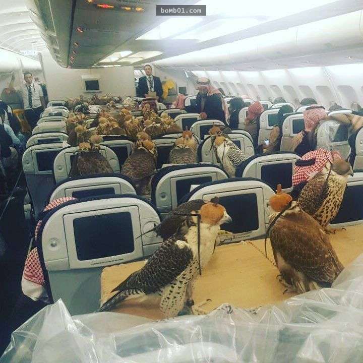 阿拉伯王子大手筆買下80個機位讓他的獵鷹一起出國狩獵，超壯觀的奇景讓大家都樂翻了！
