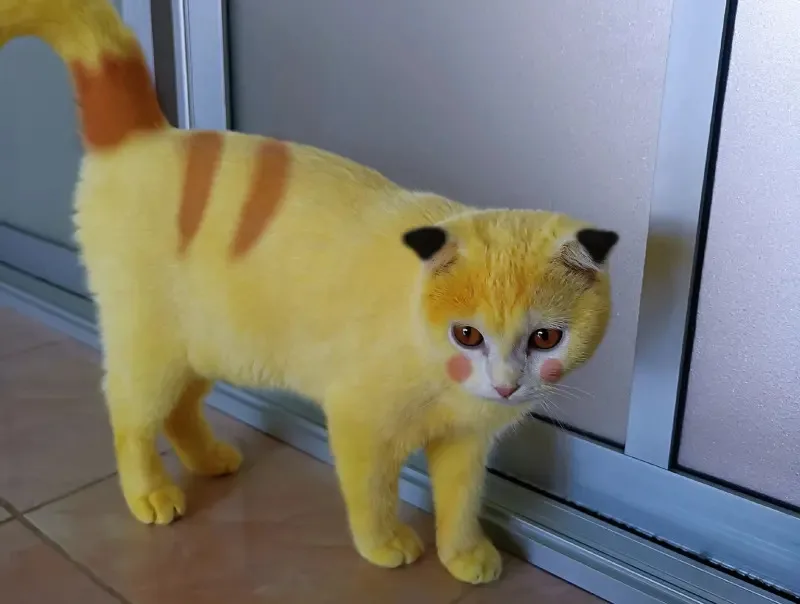「皮卡丘貓」全身黃毛！飼主慘遭出征結果逆轉：不是惡意染色