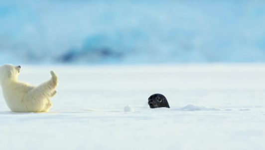 北極熊寶寶玩雪自嗨！突遇小海豹「冒出說Hi」　牠驚訝栽倒：奈A有郎～
