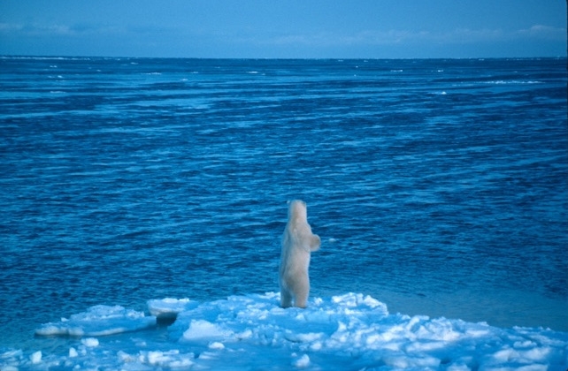 全球暖化加劇！北極熊「忍飢」快滅亡　專家：80年內就會消失殆盡