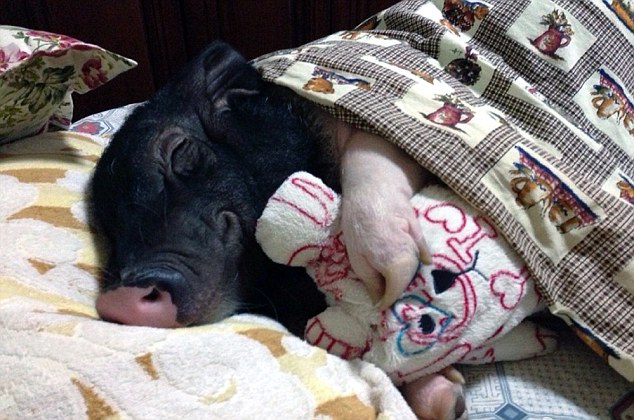 這個女生養了一隻大胖豬「每天都和牠睡在一起」，奇特的生活照連國際媒體也好奇報導了！
