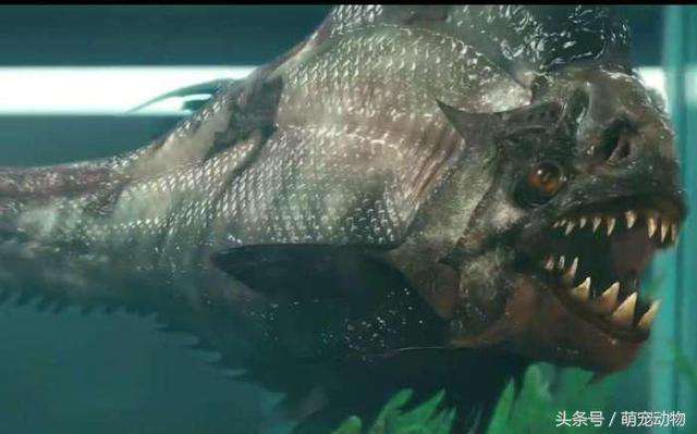 多虧有天敵食人魚才無法稱霸亞馬遜河　一次攻擊就能幹掉30隻食人魚