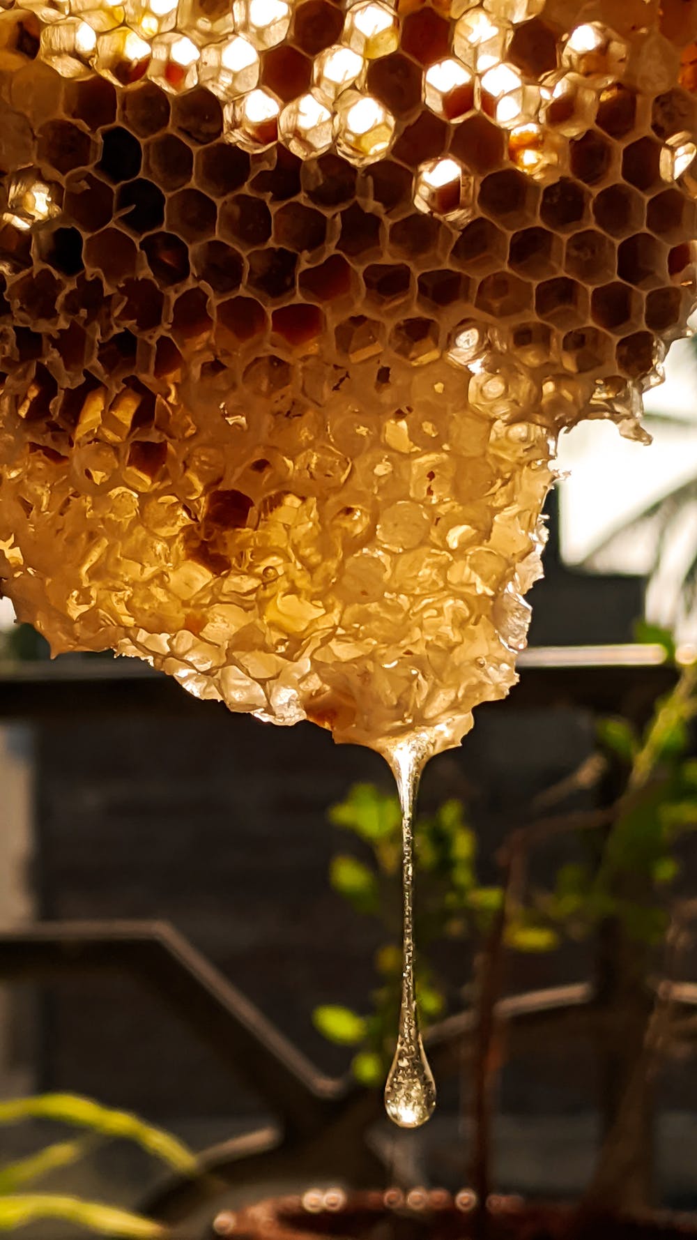 不夠純不能叫蜂蜜！　食藥署新規：今年7月起「純度100%」才能標蜂蜜