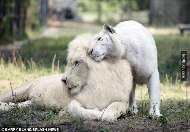 動物學家在南非驚見「白色小獅子」　快門狂按讓全世界看到牠超治癒的模樣