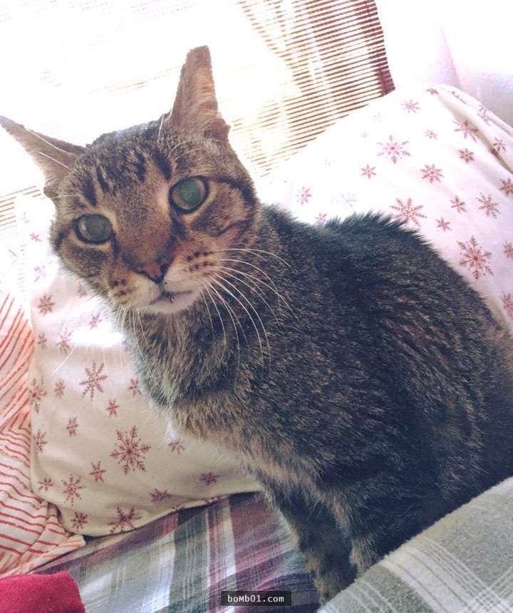 16歲的貓咪失去家園被送到了收容所十分害怕，但牠一週後的轉變卻溫暖了所有人的心！