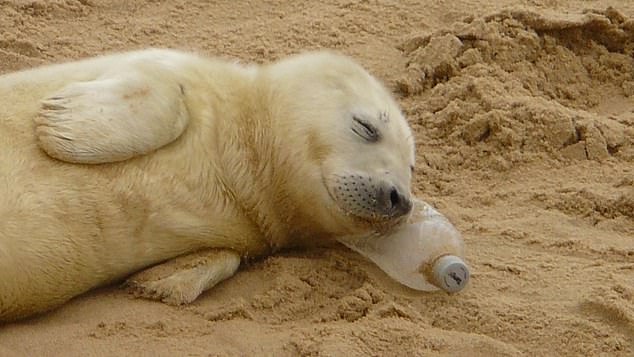 臍帶未掉的海豹寶寶拿塑膠瓶當枕頭　網淚：可愛畫面的背後太可怕