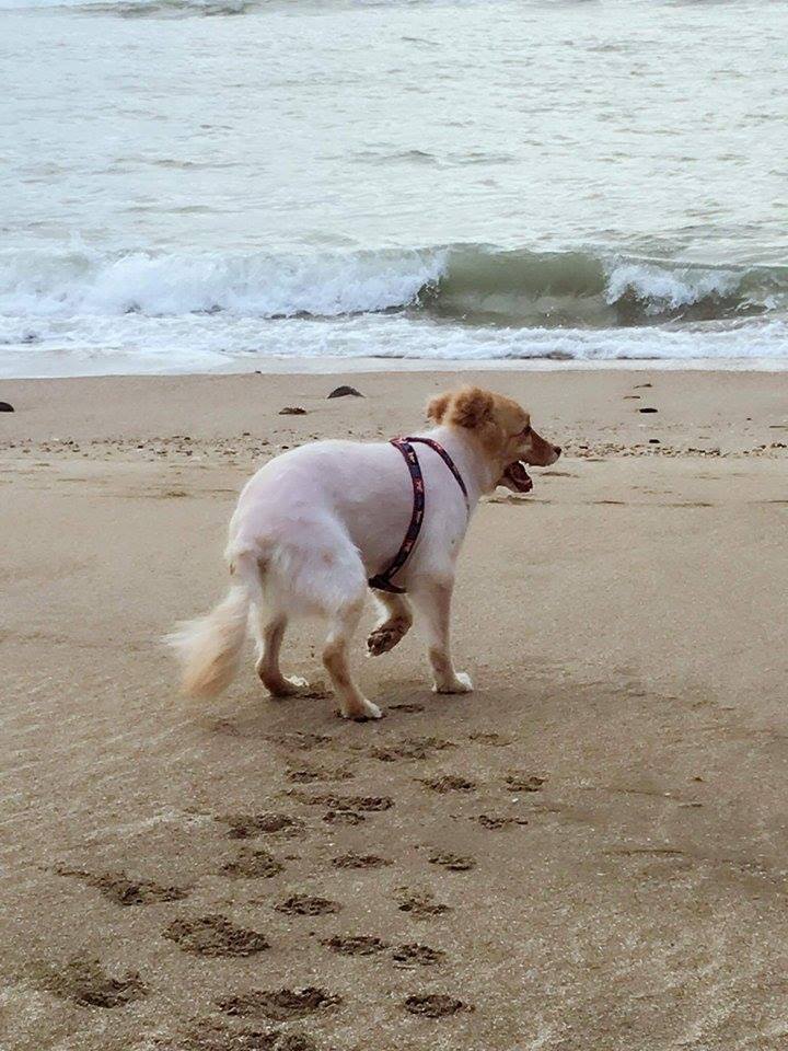愛犬生命剩最後2個月　媽帶牠重返「15年前相遇海灘」：你是我永遠的天使