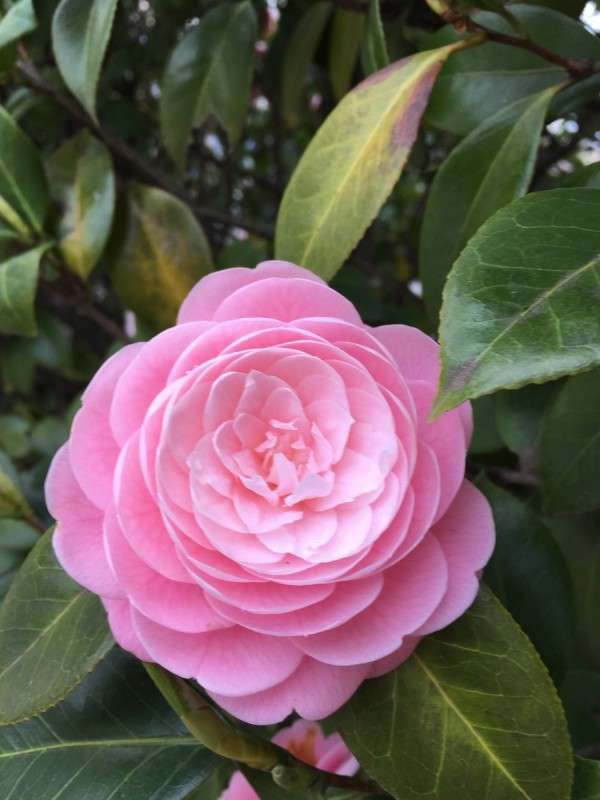 日本公園發現「少女茶花」完美到不可思議　全球網友驚嘆：日本連花都這麼精緻！