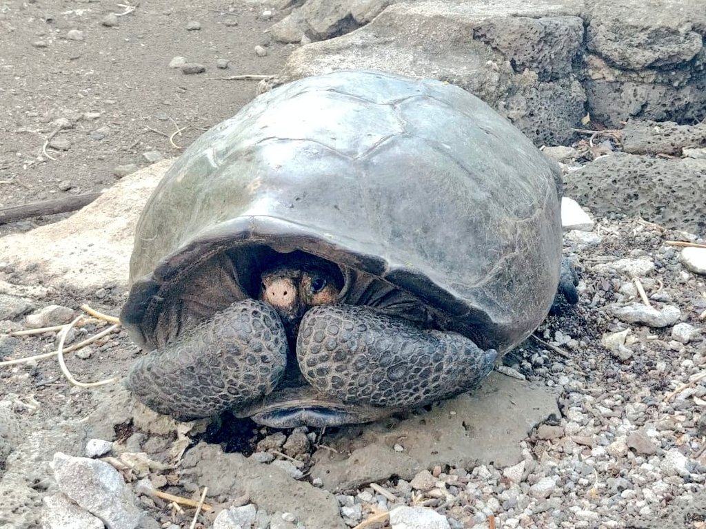 「我被發現了」　神隱112年的絕種巨龜現蹤　 他們抓起來急送育種中心