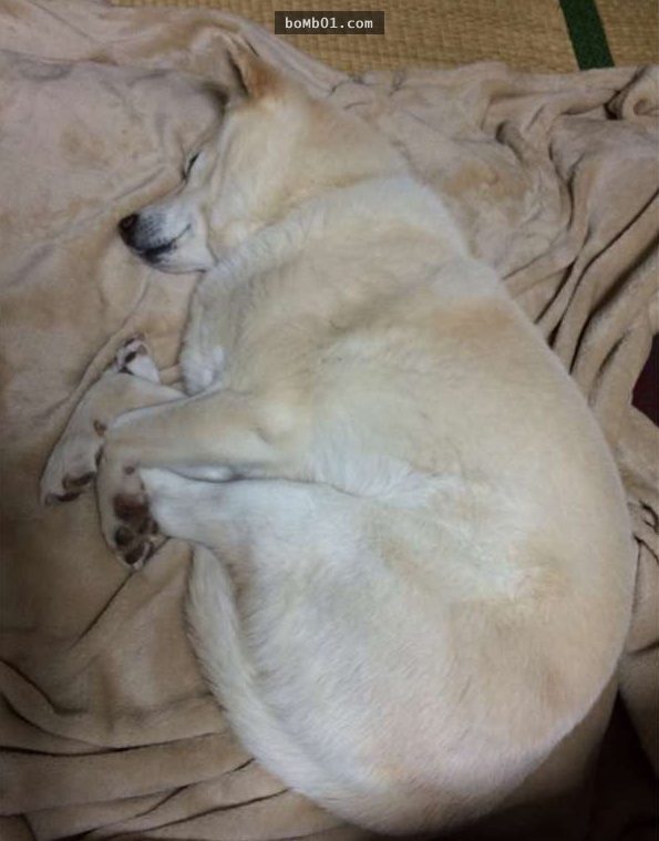 日本網友分享自家白柴犬奇葩的「體操選手睡姿」讓大家非常驚奇，再近看牠一臉超幸福表情讓人都笑噴了啊！