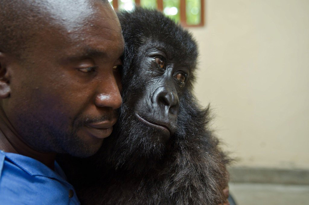 「全球最會自拍大猩猩」病逝！　緊靠「從小養大飼育員」走過14年：沒有苦痛了…