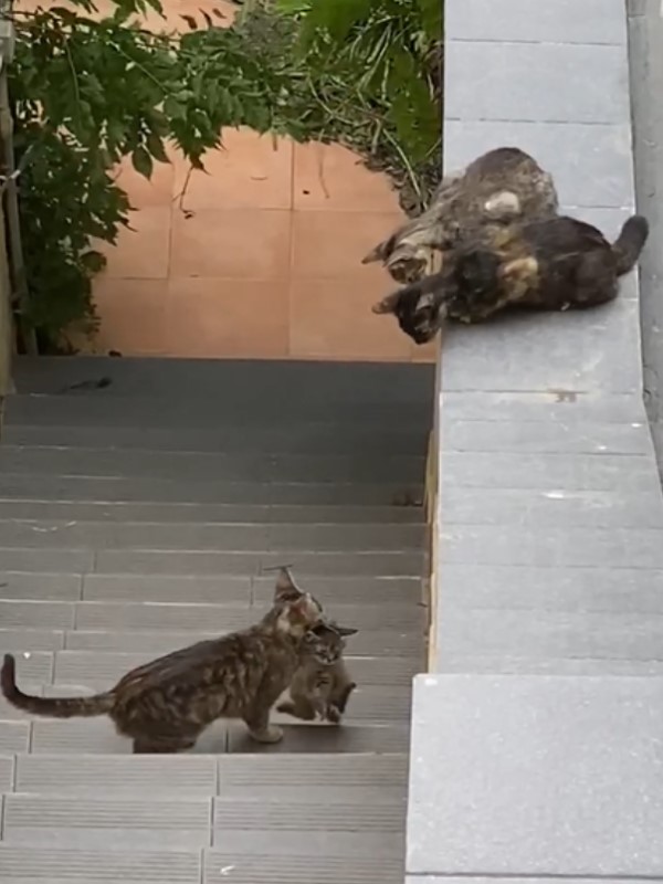 人家上不企～　小貓跟不上「急得喵喵叫」　3隻大貓同探頭：我們來幫你！
