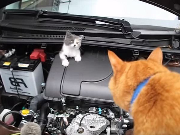 引擎蓋裡「躲小奶貓」怎樣都不出來　只好派鄰居大橘幫忙喊：裡面很危險！
