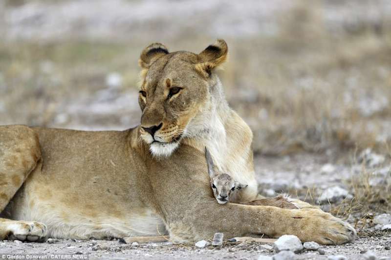母獅在痛失骨肉之後「領養跳羚寶寶」　攝影師：我看到母獅子一直保護牠
