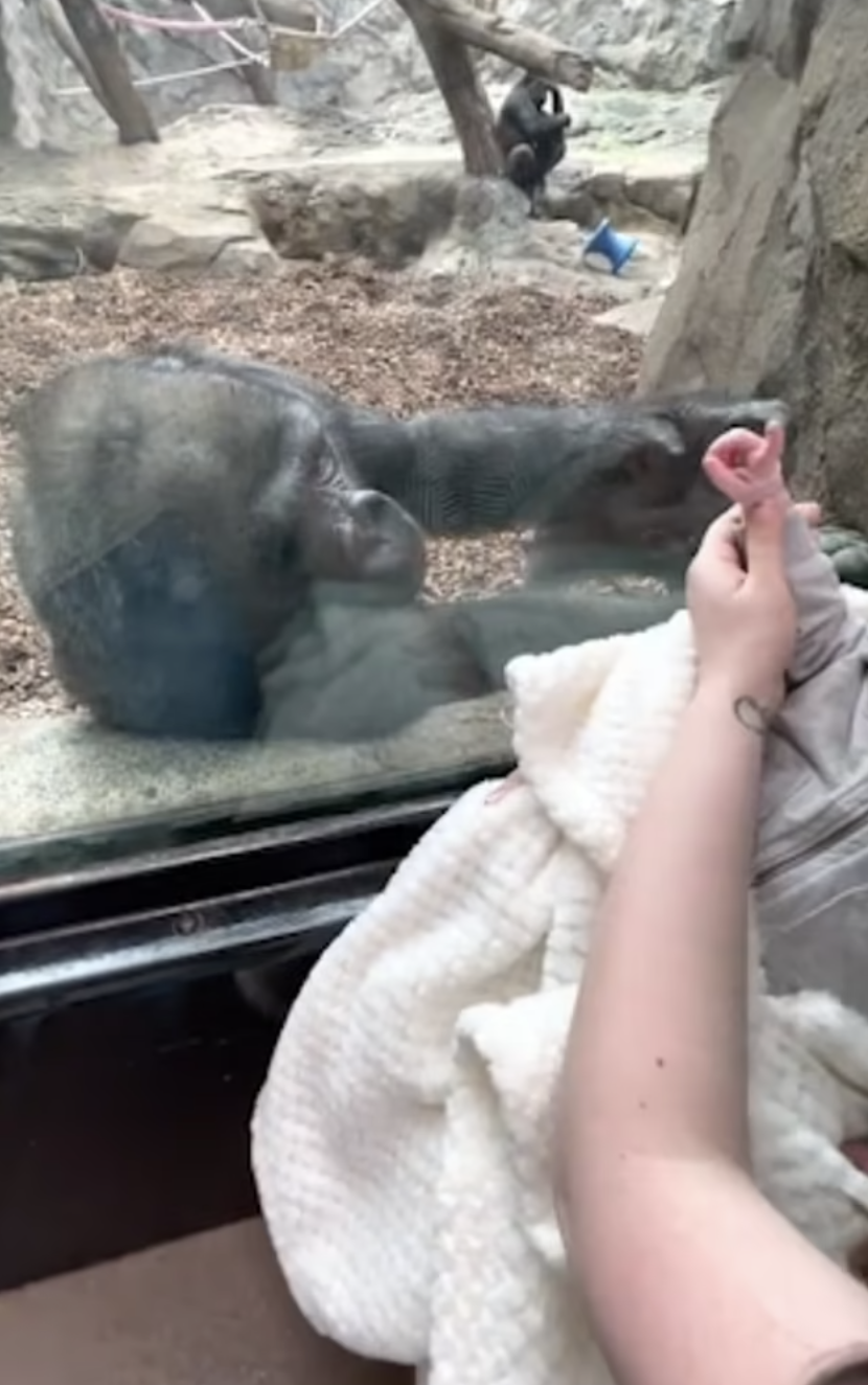 剛生過猩寶！大猩猩見嬰兒「母愛噴發」　趴窗緊盯：噢他好可愛❤️