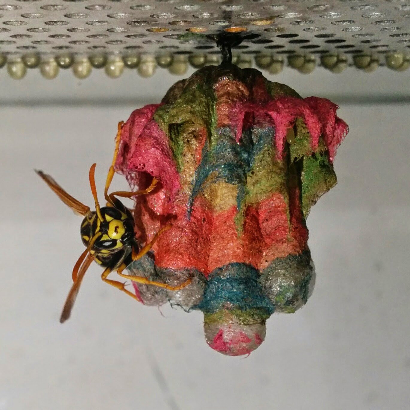 彩色蜂巢好搶眼！　「造紙胡蜂」的夢幻作品像是童話世界的產物