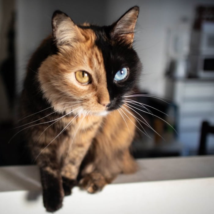 一隻貓卻能看到2種表情　越看越迷人的「雙面貓」連身體都完美對半分～