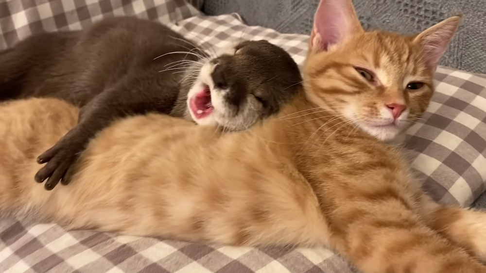 你就是偶的枕頭～　貓咪和水獺的「黏TT日常」　喵皇任由「抱著睡」畫面太溫馨