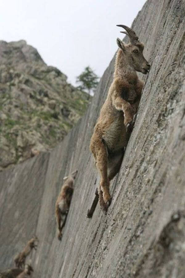 好像在嘲笑人類太弱　20張「很會飛簷走壁」的超級山羊攀岩照