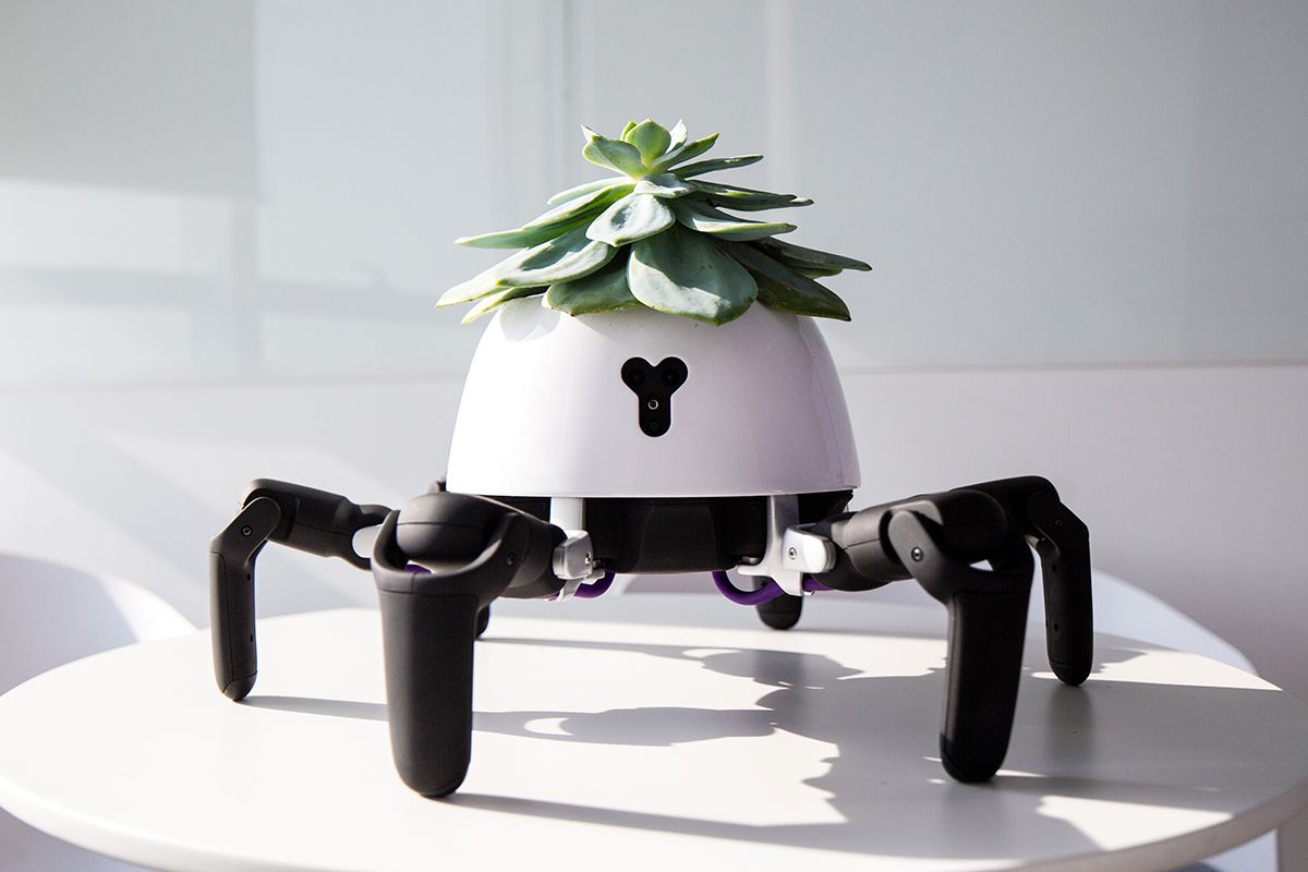 盆栽長腳了！　Q萌「盆栽機器人」會自己到處跑　載植物去曬太陽：還會跳舞提醒澆水～
