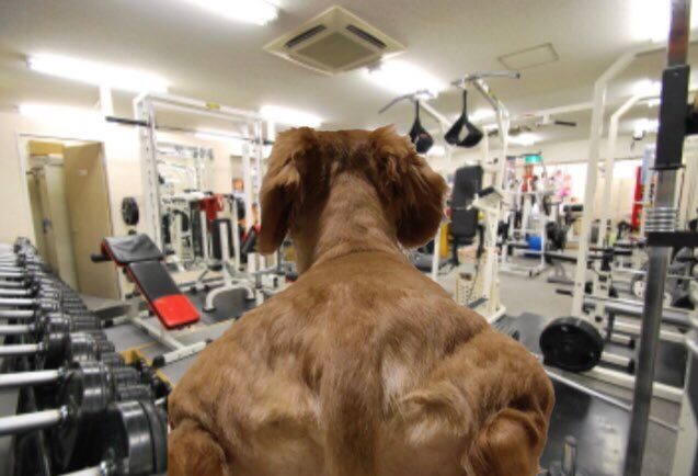 感覺牠好壯！狗狗「筋肉背影」激發改圖潮　萬人笑噴：這健身房扛壩子