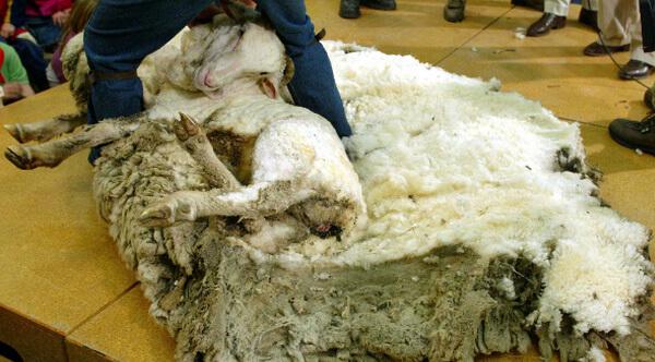 不想剃毛...　牠越獄後「逃家6年」被抓回　「27公斤毛全剃」：羊界傳奇