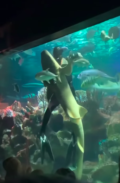 潛水員「拉鯊魚手手」貼身甜蜜熱舞　水族箱外觀眾看呆：太閃了吧！
