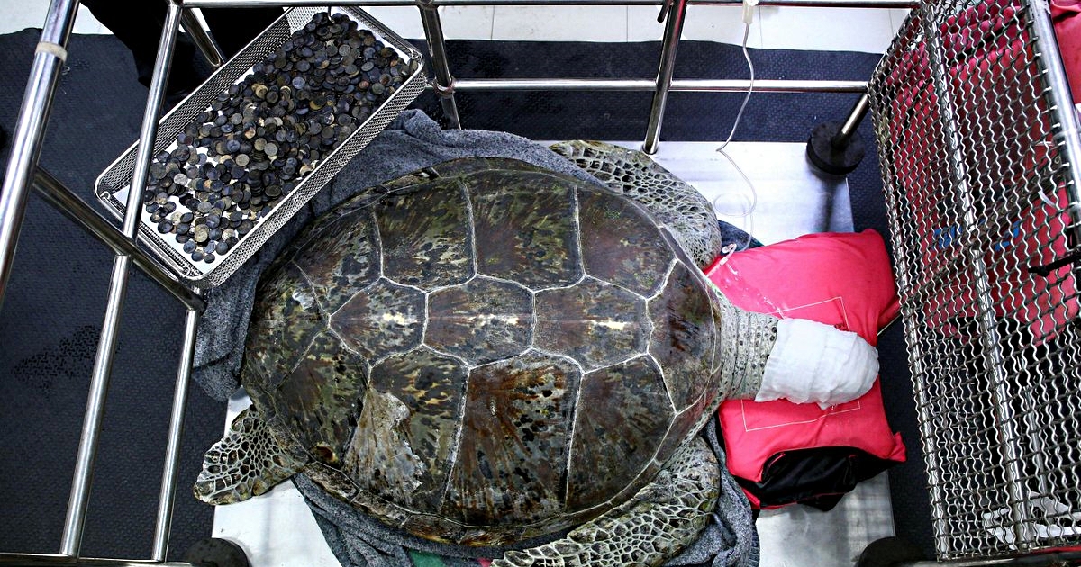 丟硬幣許願差點害死牠！25歲綠蠵龜的肚子滿滿都是硬幣，吞下915枚撐破肚皮險死！