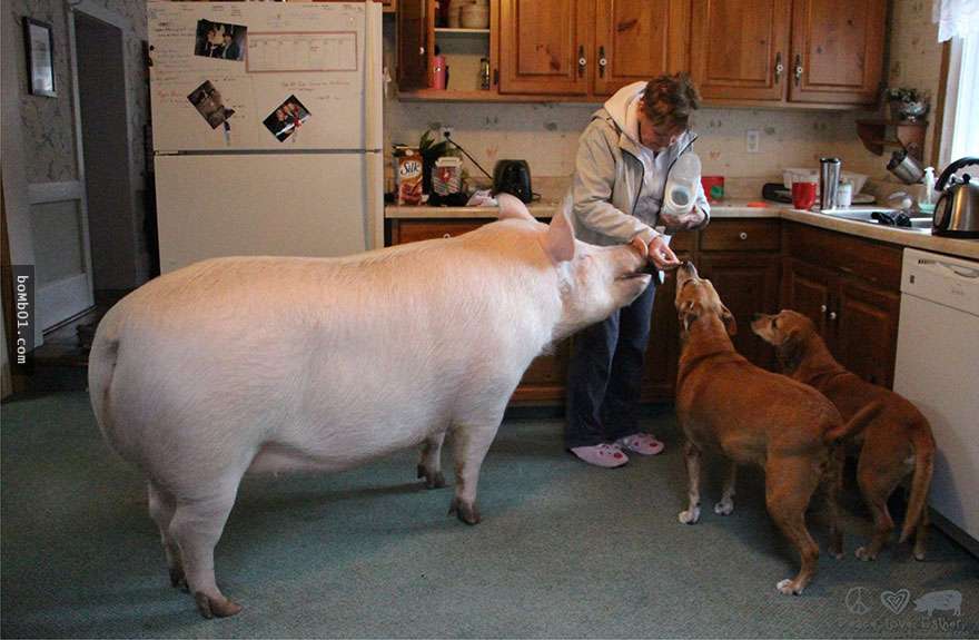 這對情侶以為他們領養的是迷你豬，但是兩年後這隻豬卻長到了670磅…