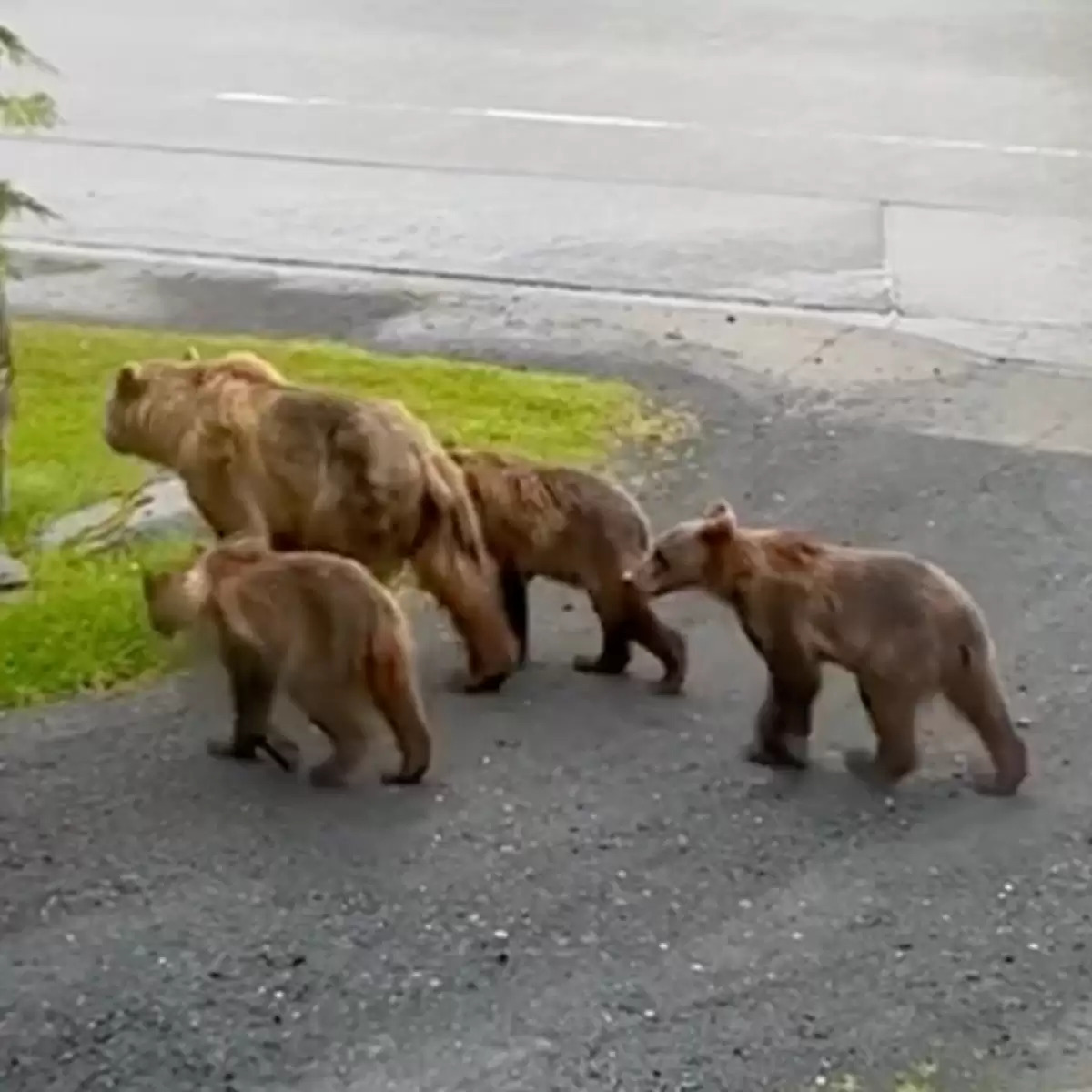 家門口有熊！她看見「一整家熊經過」　熊媽媽親帶路隊：後面要跟上喔～