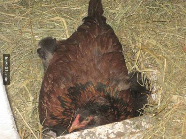 明明沒下蛋的母雞卻一直趴在地上不動，結果農場主人靠近查看才揭發牠偷藏著人家的寶貝…！