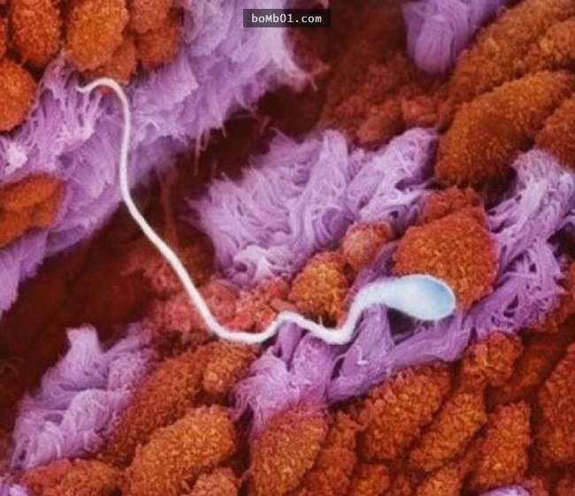 攝影師耗費超過10年終於拍攝到「胎兒在子宮內的成長變化」，當他們可以聽到聲音時的反應太神奇了…