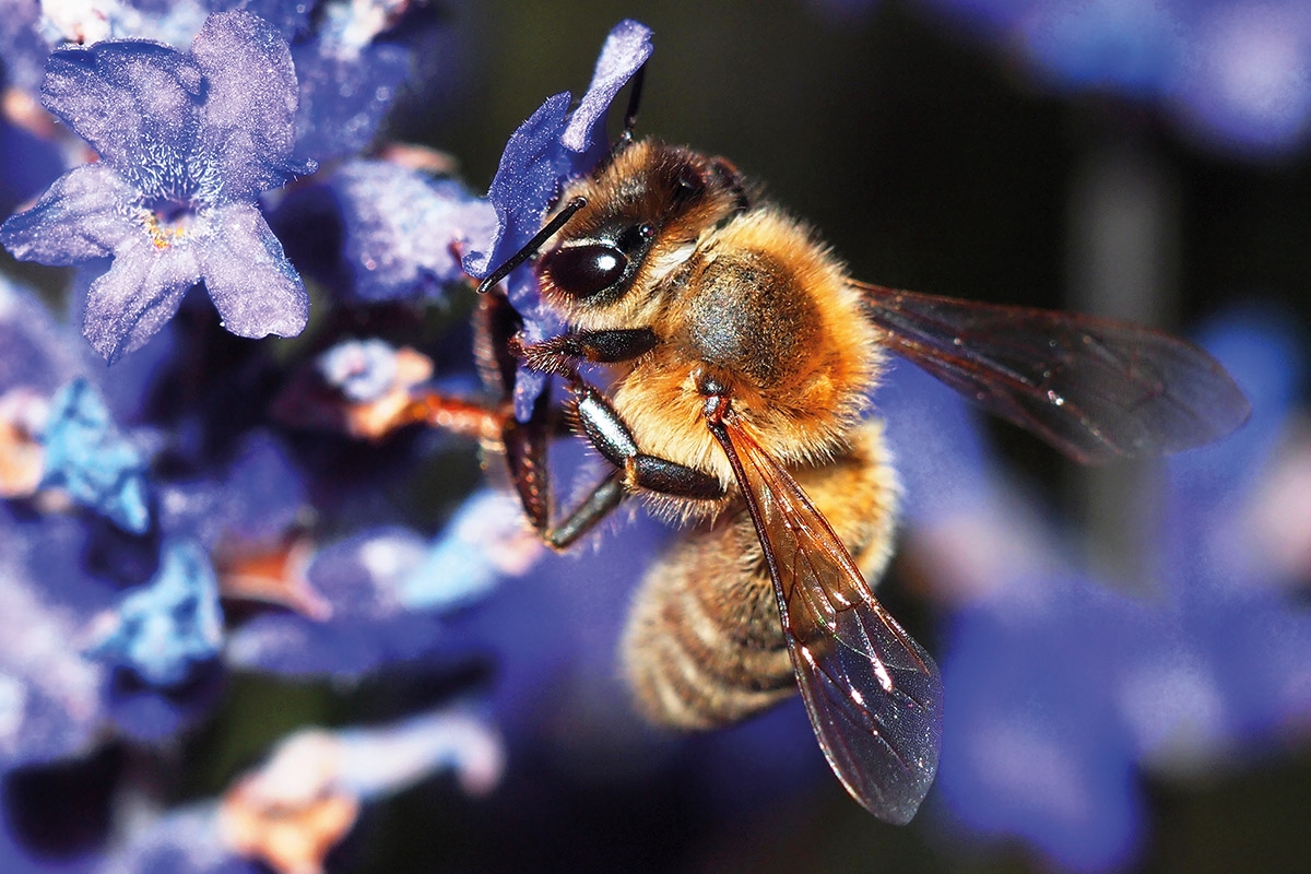 專家一致認同「世界最重要生物」不是家禽是蜜蜂　「已消失90%」警告：人類會無法生活