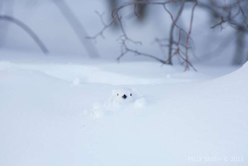 感覺進入了納尼亞王國！　19張「冬天才有機會看到」的奇幻冰雪動物照片