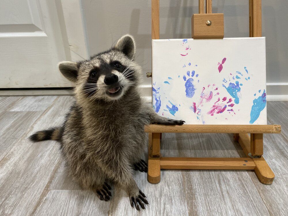 最萌畫家！　可愛小浣熊「用雙手作畫」　沾顏料蓋出「掌掌拓印」：一幅賣3000！