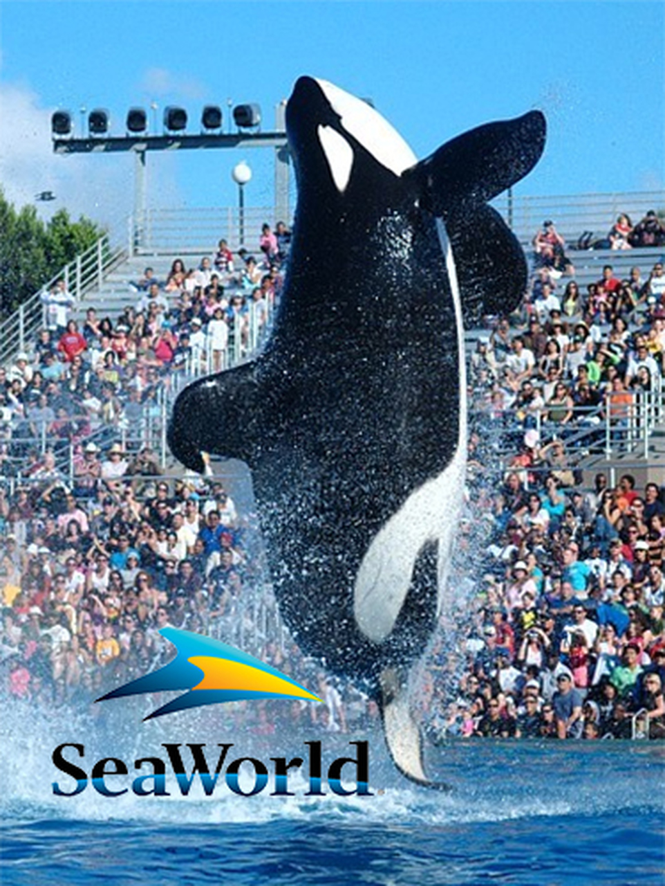 不想鯨魚、海豚再受苦　全球最大旅遊平台「宣布停售海洋世界門票」