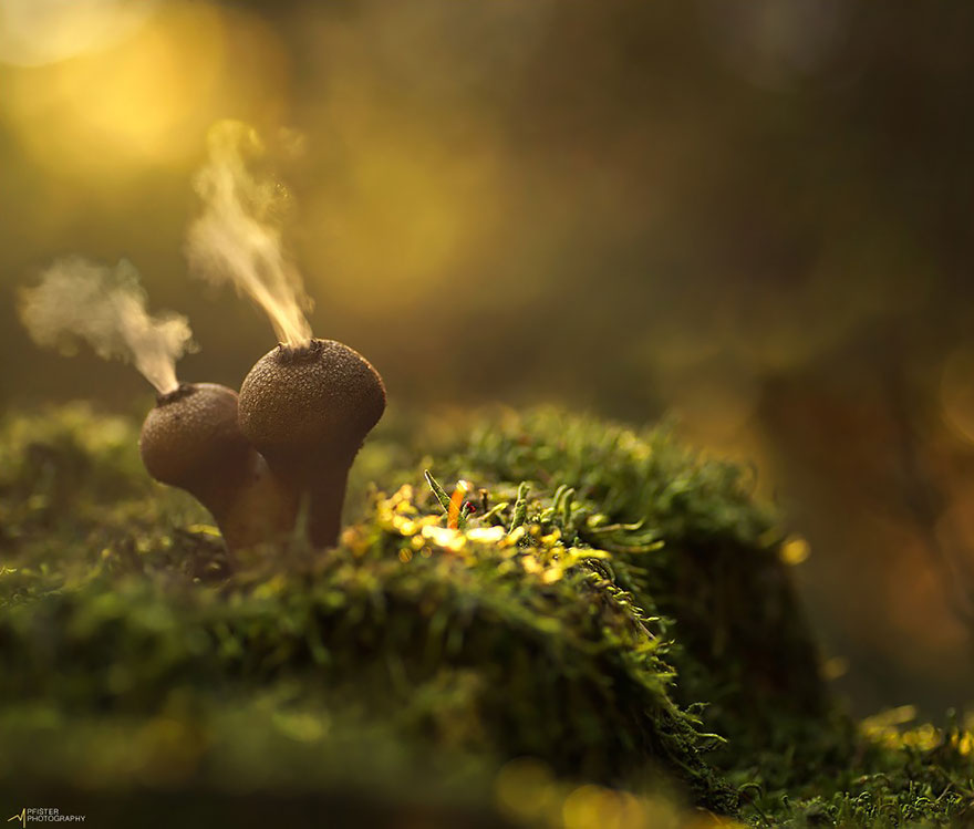 這蘑菇晚上會發光！30張「真菌神秘世界」照片　小紅傘菇也太可愛