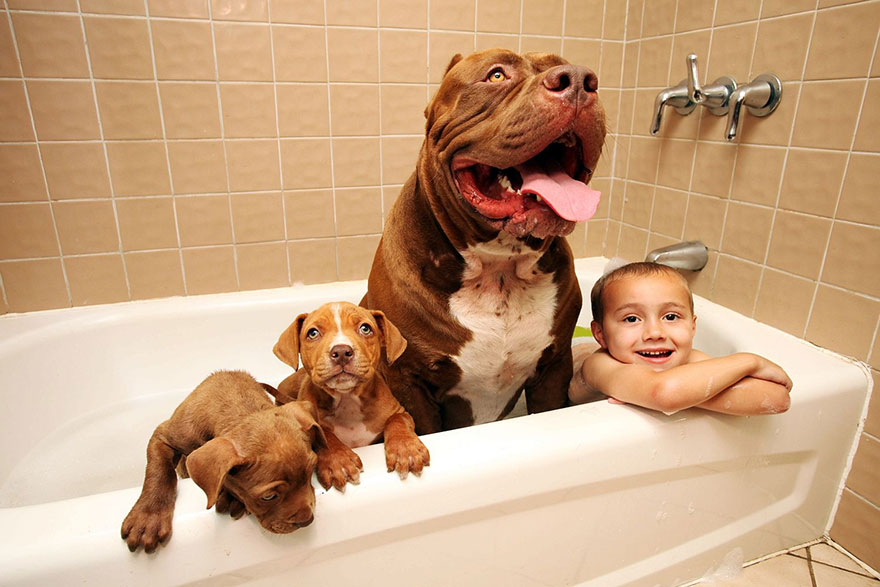 萌死…「世界最大比特犬」成了8個寶寶的爸爸，孩子全部都被預定「一隻竟然賣到1500萬」！