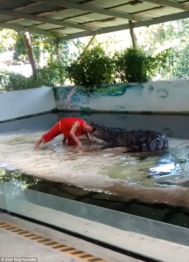 泰國瘋狂馴獸員「大膽把頭伸到鱷魚嘴中」，下一秒慘遭「咬頭狂甩」現場觀眾都嚇尿！（內有影片）