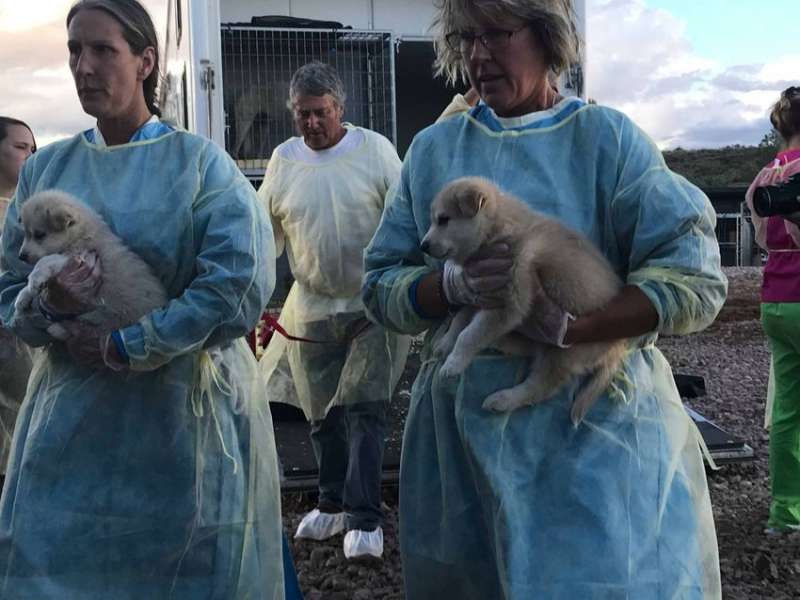 繁殖場160隻狼狗寶寶被解放　庇護所急徵志工：可以來抱抱這些小狼狗嗎？QQ