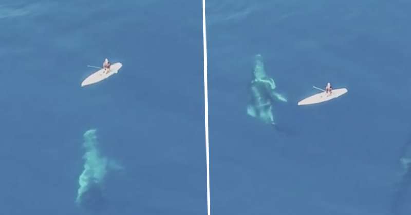 美到屏息的一刻！　目睹水中游過座頭鯨　下秒又出現更多「巨大黑影」