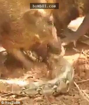 這隻蟒蛇殺死一隻小豬後「下場讓人不忍直視」，豬群一起把牠咬爛撕裂的畫面超驚悚…