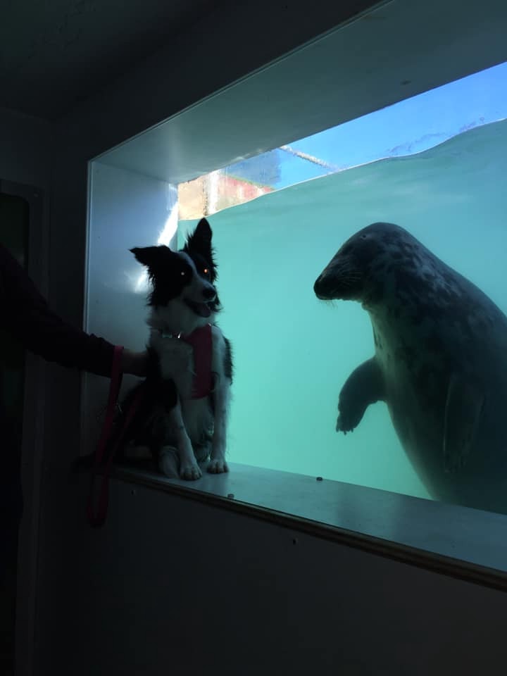 認錯了啦！呆萌海豹見「戴帽子臘腸犬」以為是同類　隔玻璃搭訕：你怎麼不用在水裡？