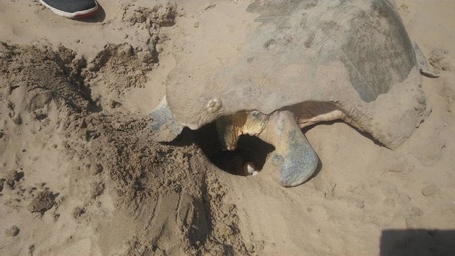 這隻海龜媽媽就算外殼被吃掉了一大半，牠依然拼死堅持要上沙灘生蛋…（內有生產過程）